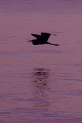 dawn flight 1